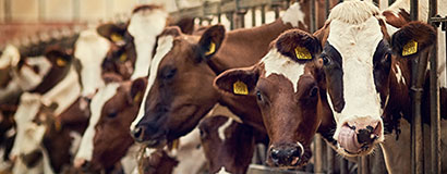 Statut de cotisant solidaire agricole et autorisation d’urbanisme