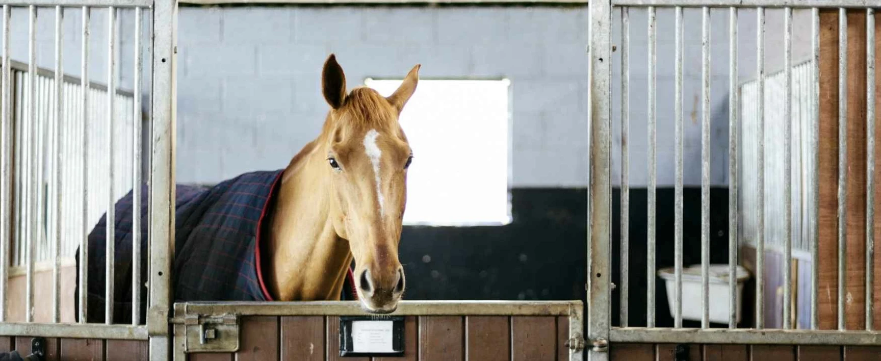 l-activite-equestre