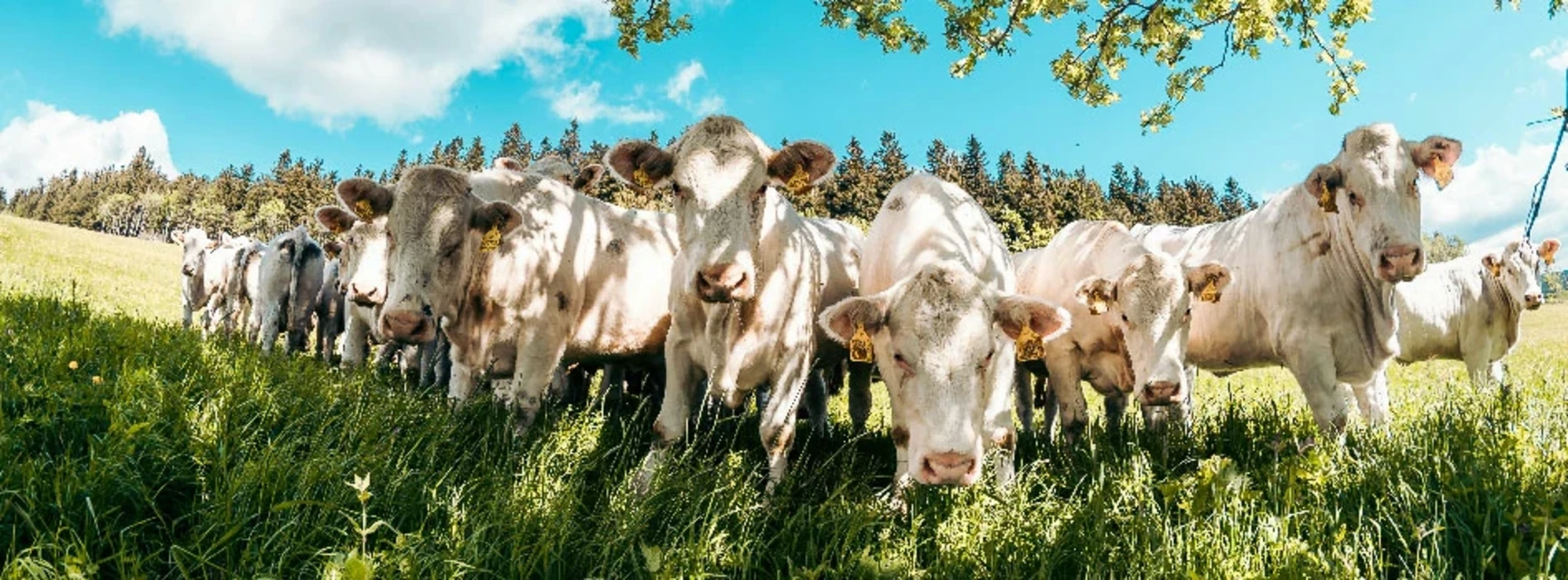 Elevage intensif et assouplissement de l’obligation d’évaluation environnementale systématique