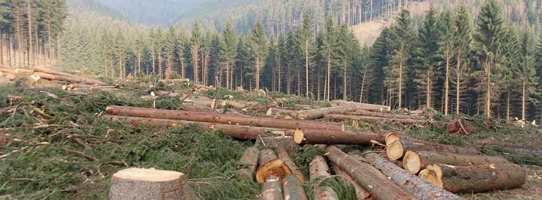 COUPES RASES ET EVALUATION ENVIRONNEMENTALE
