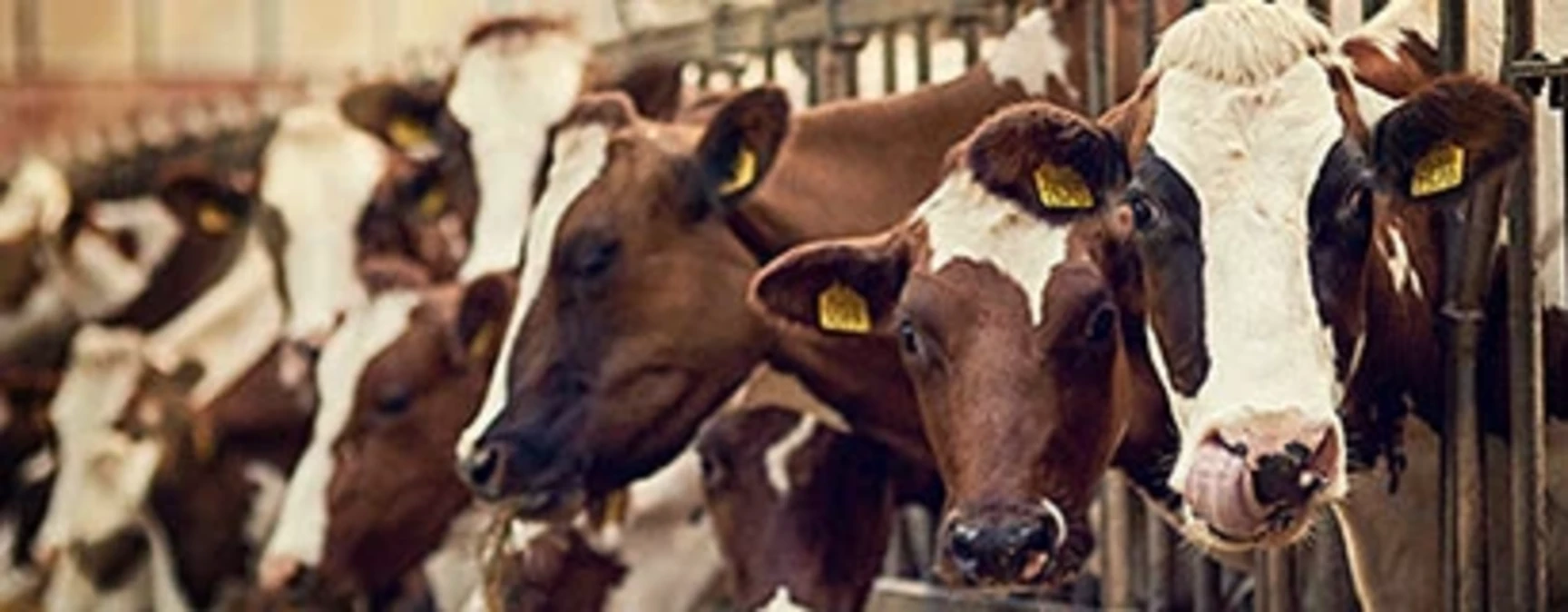Statut de cotisant solidaire agricole et autorisation d’urbanisme