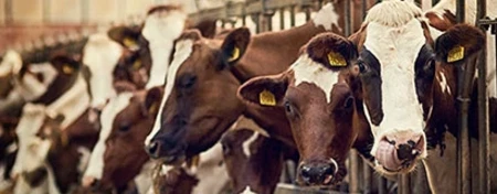 Statut de cotisant solidaire agricole et autorisation d’urbanisme